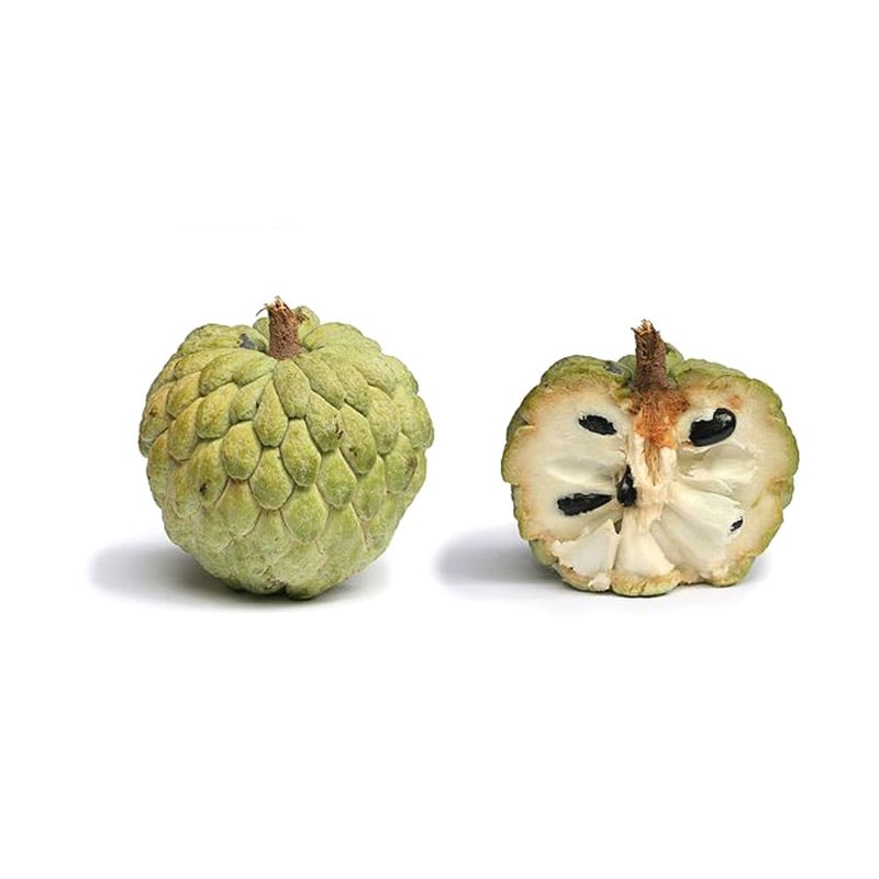 Annona reticulata